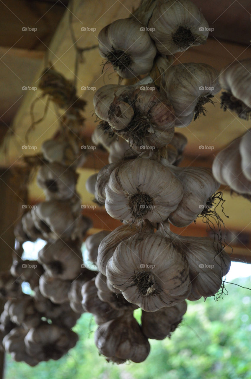 Hanging garlic