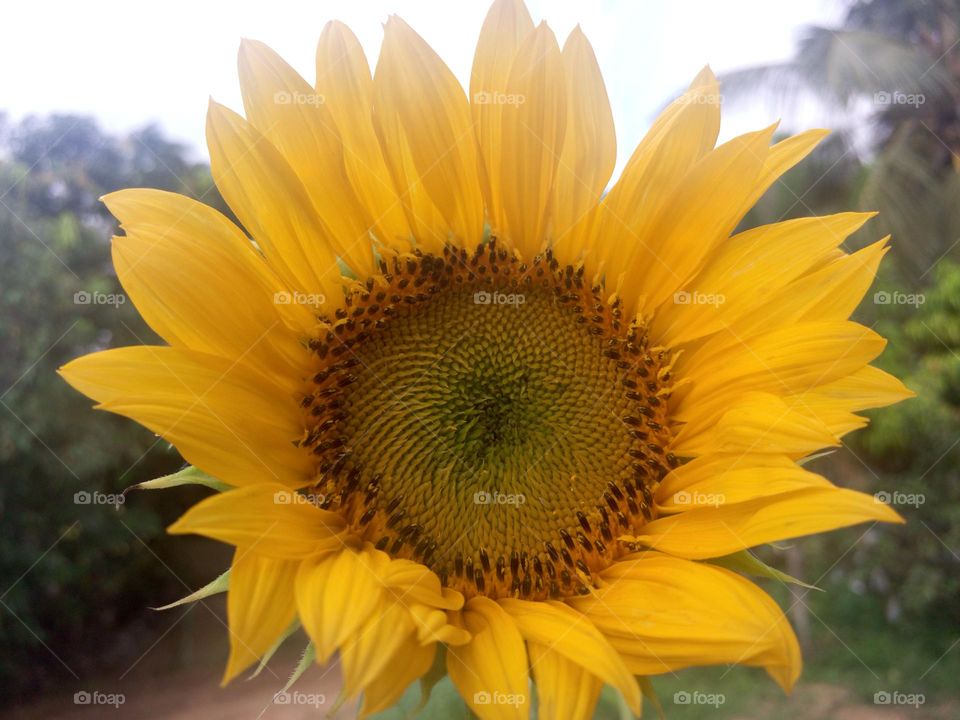 Sunflower