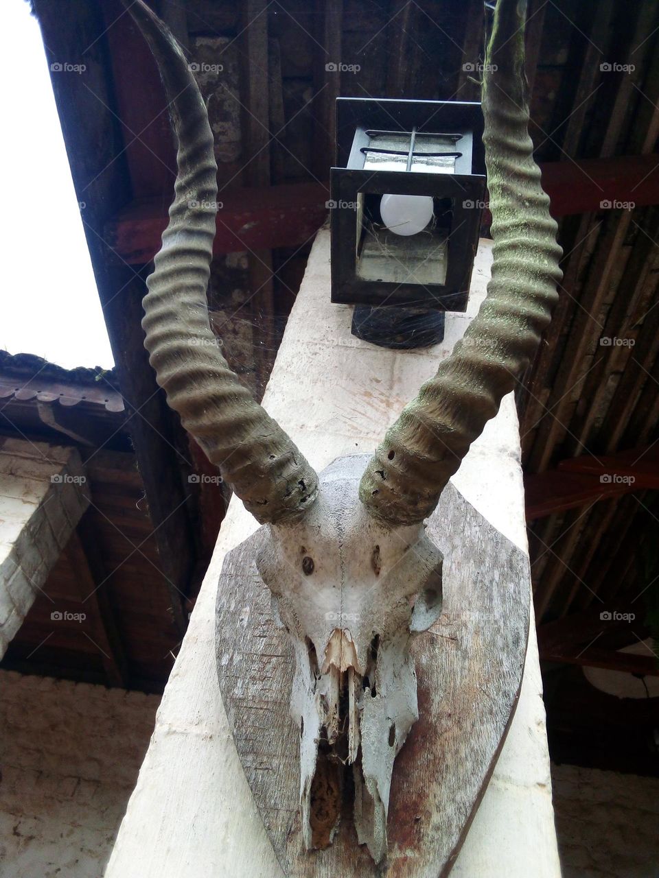 Antelope horns