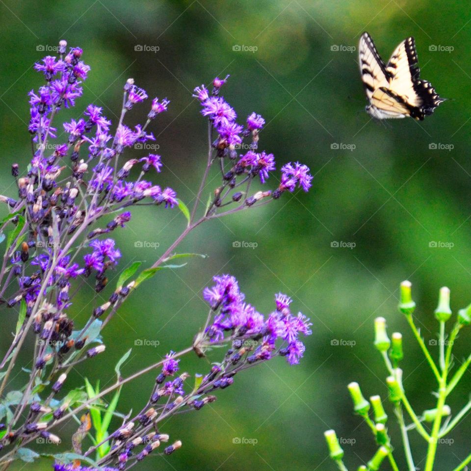 My Field of Purple Flowers (Series)