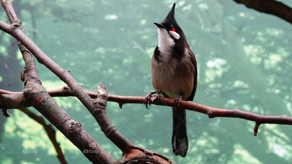 A bird at the zoo in Antwerp, Belgium.
