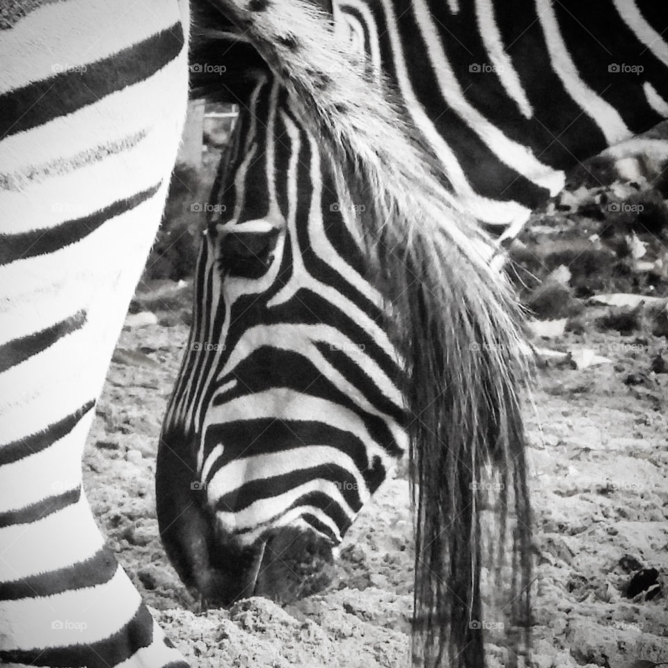 Zebra