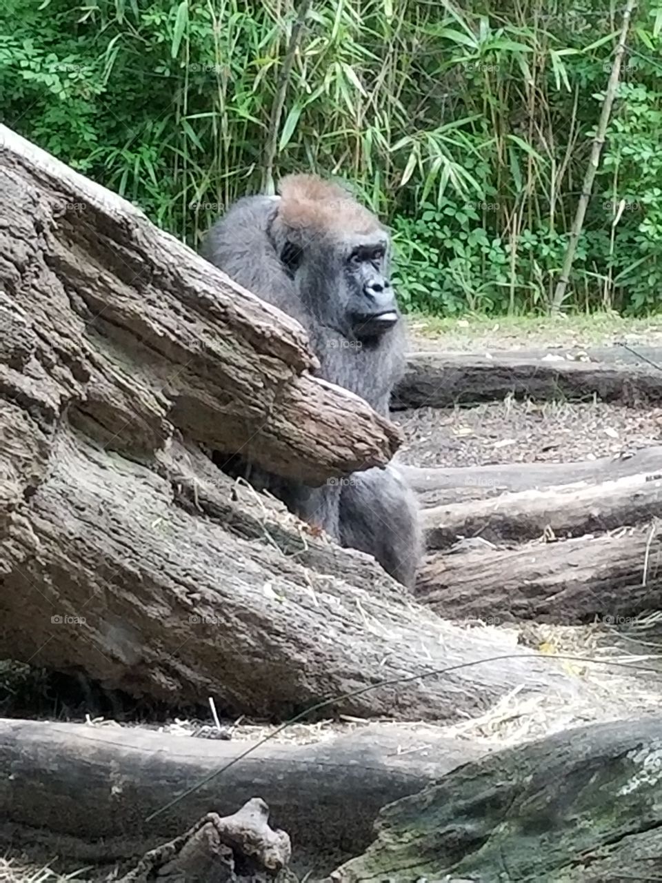 Bronx zoo love the gorillas!!!
