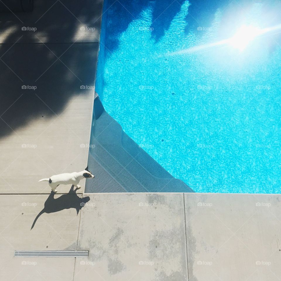 Small white dog standing on the edge of backyard swimming pool. Photographed from above. 