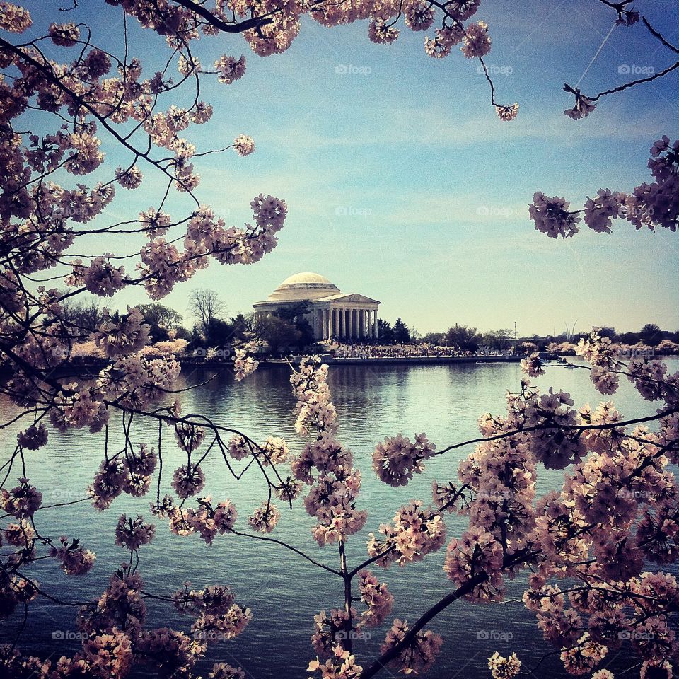 Jefferson memorial and cherry blossoms in the Spring 