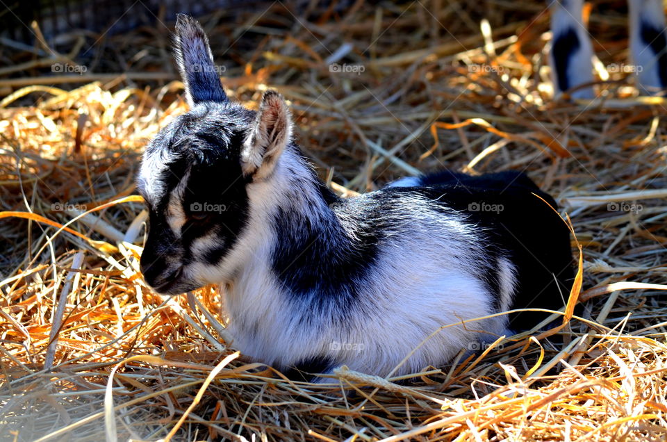 Baby Goats