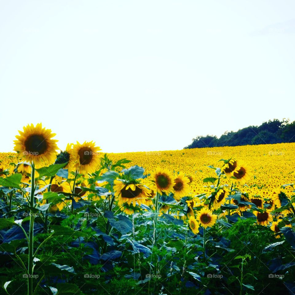 Take the Nostalgic Way Home (Series)