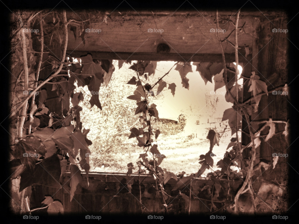 window abandoned ivy old shack by elektroseb