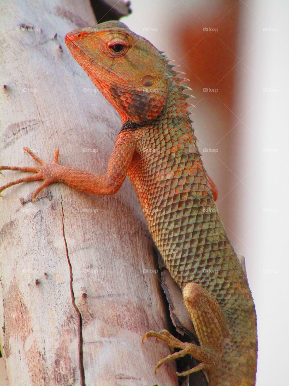 The oriental garden lizard, eastern garden lizard, bloodsucker or changeable lizard (Calotes versicolor) is an agamid lizard found widely distributed in indo-Malaya