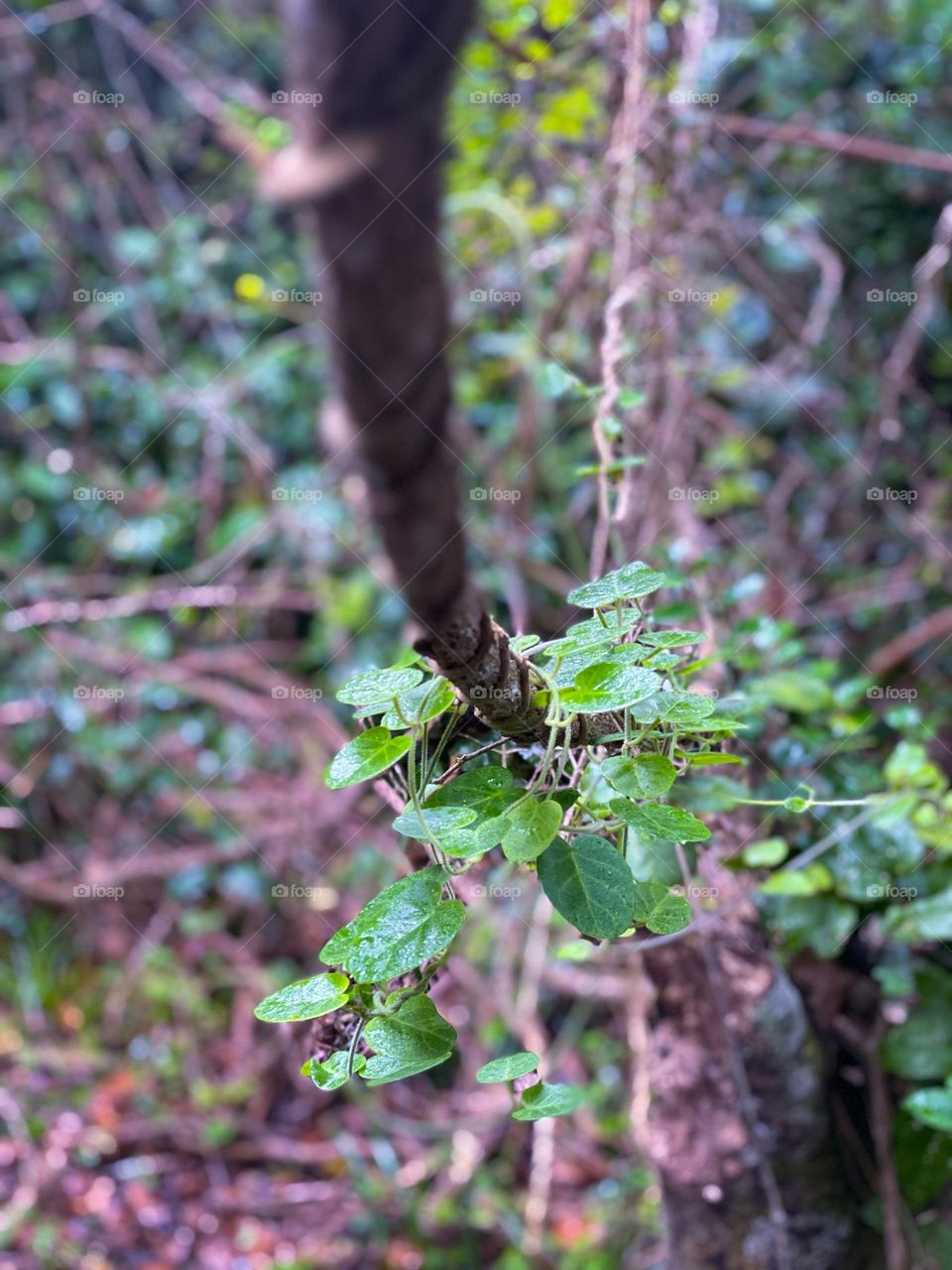 Vine in the forest 