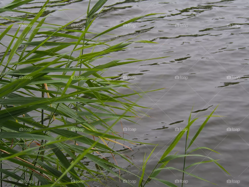 Reed