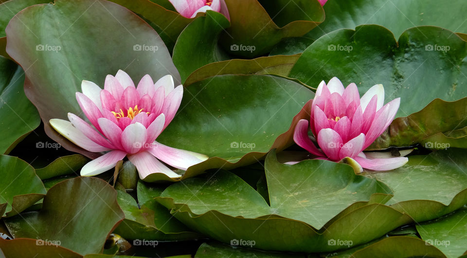 Alluring lotus pond