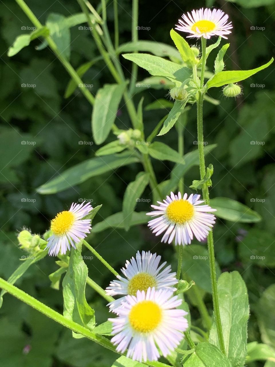 Eastern daisy fleabane 