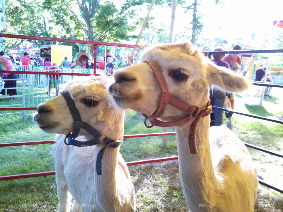 Alpaca Twins. A pair of cute alpacas at a carnival in West Springfield, MA