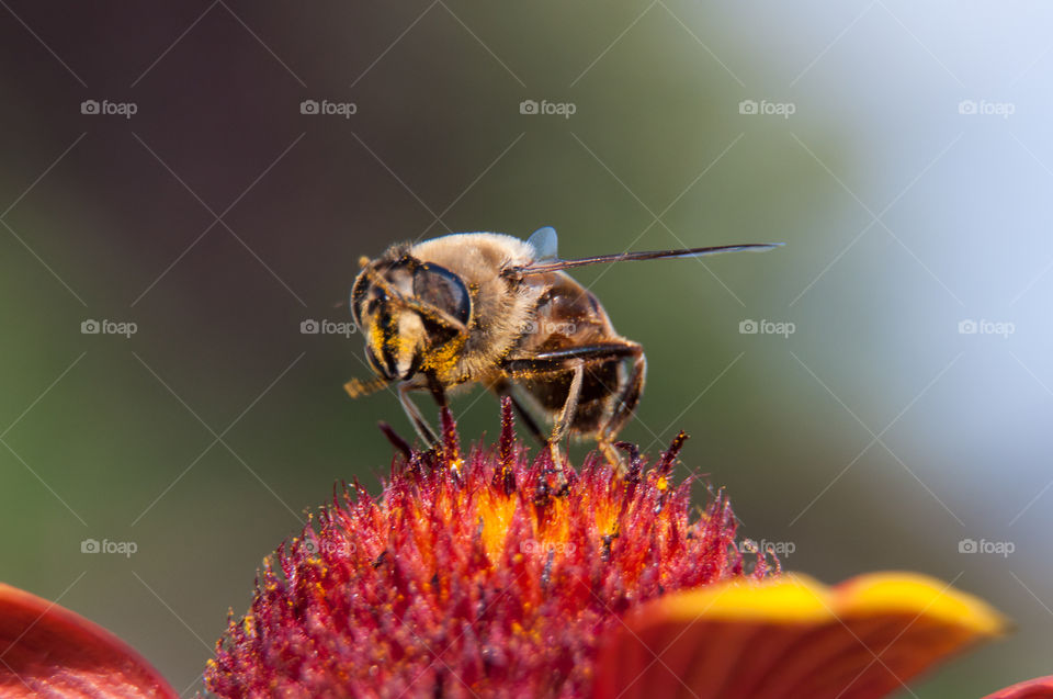 Extreme close-up of bee on flower