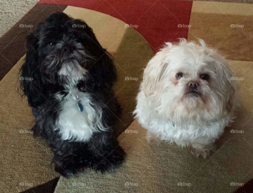 my loveable dogs otis (left) sadie (right).