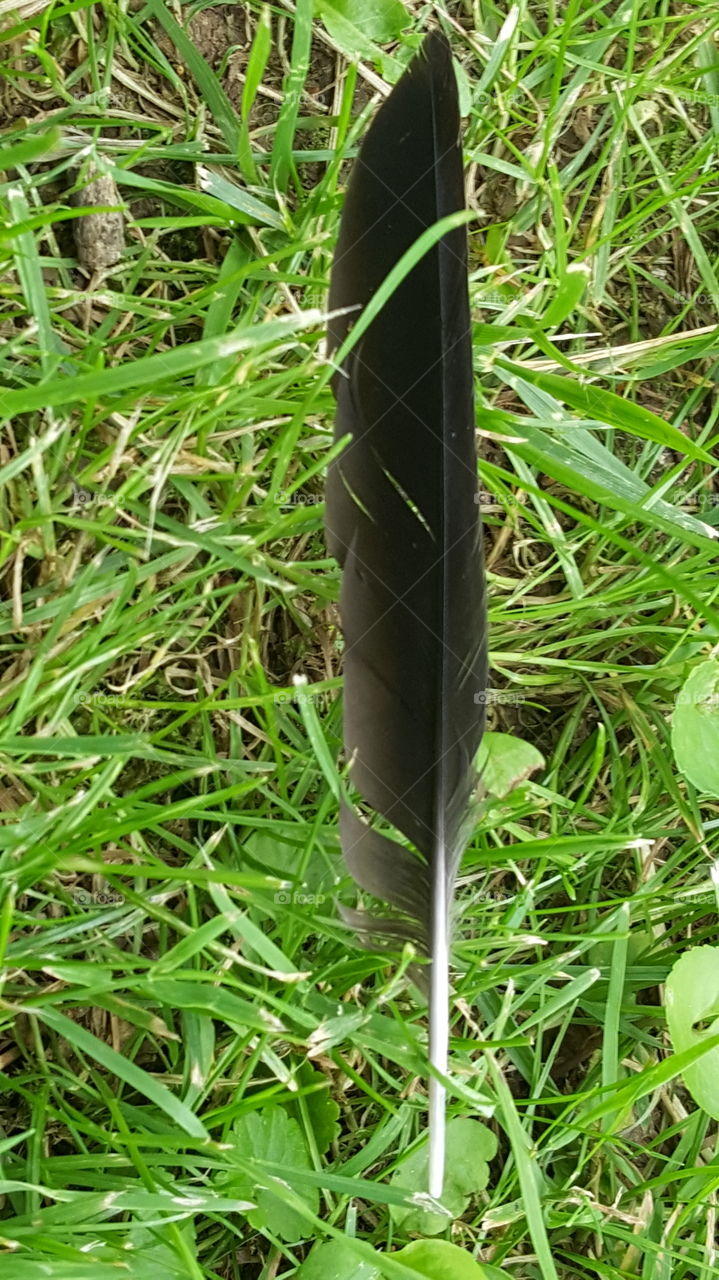 bird's feather