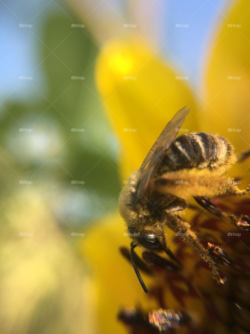 Honeybee on sunflower