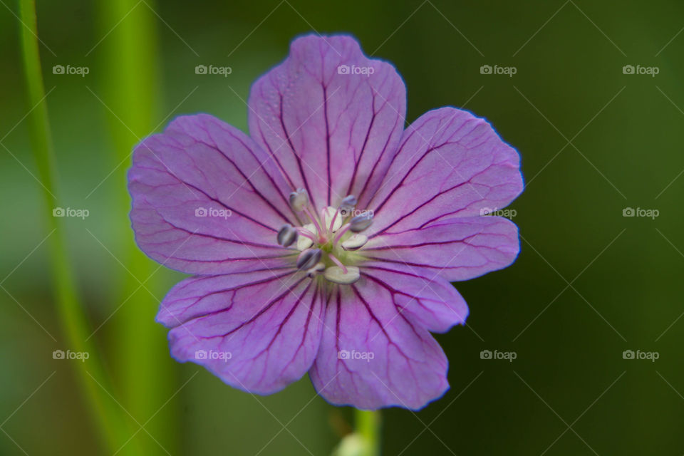 Purple flower in the forest under the shade of the trees