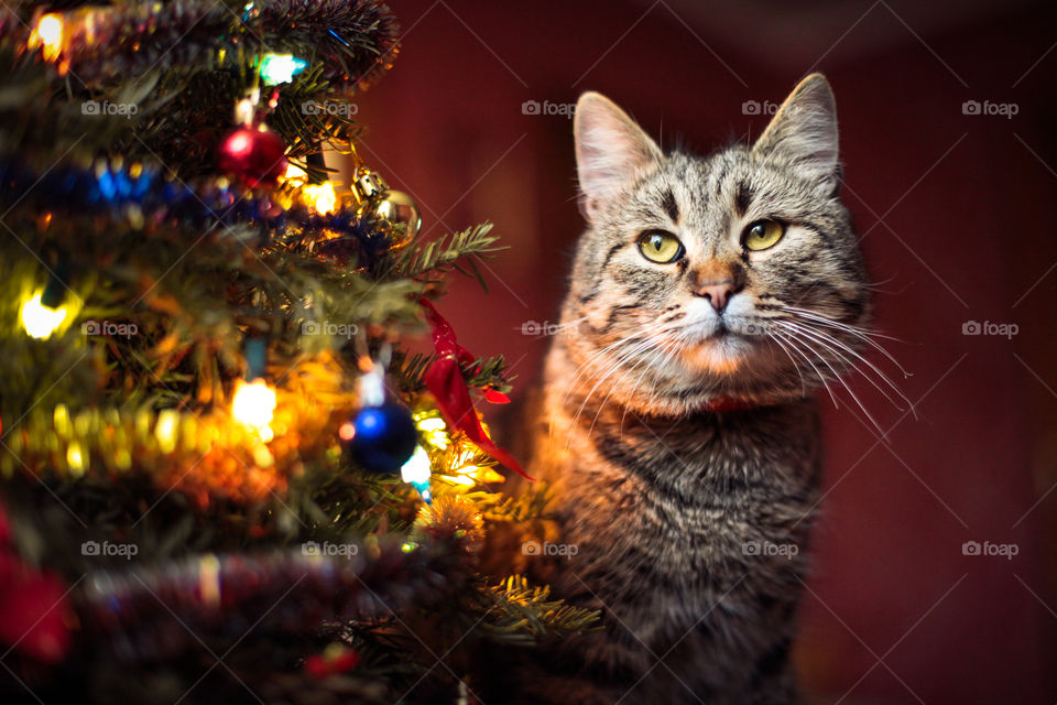 Christmas celebration with a cat