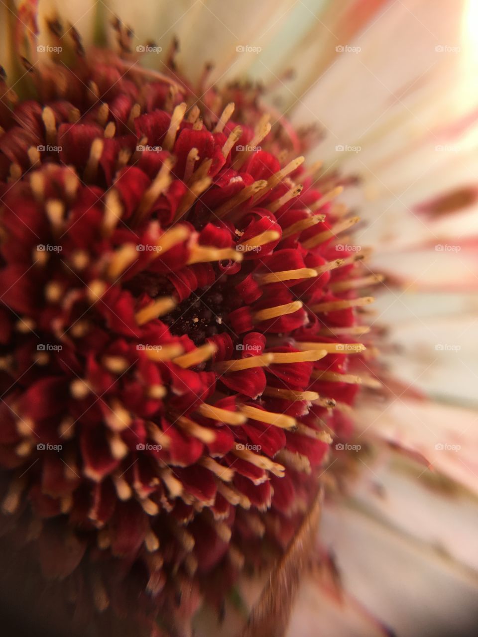 Gerbera Macro Shot