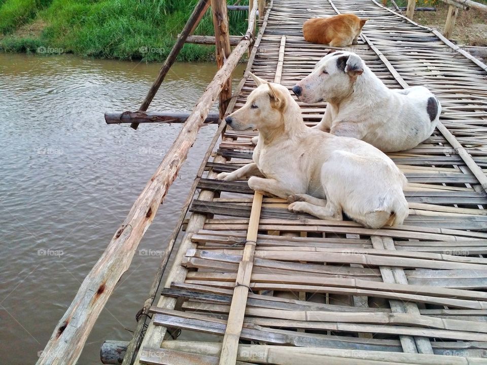 The dog on bamboo bridge in summer.