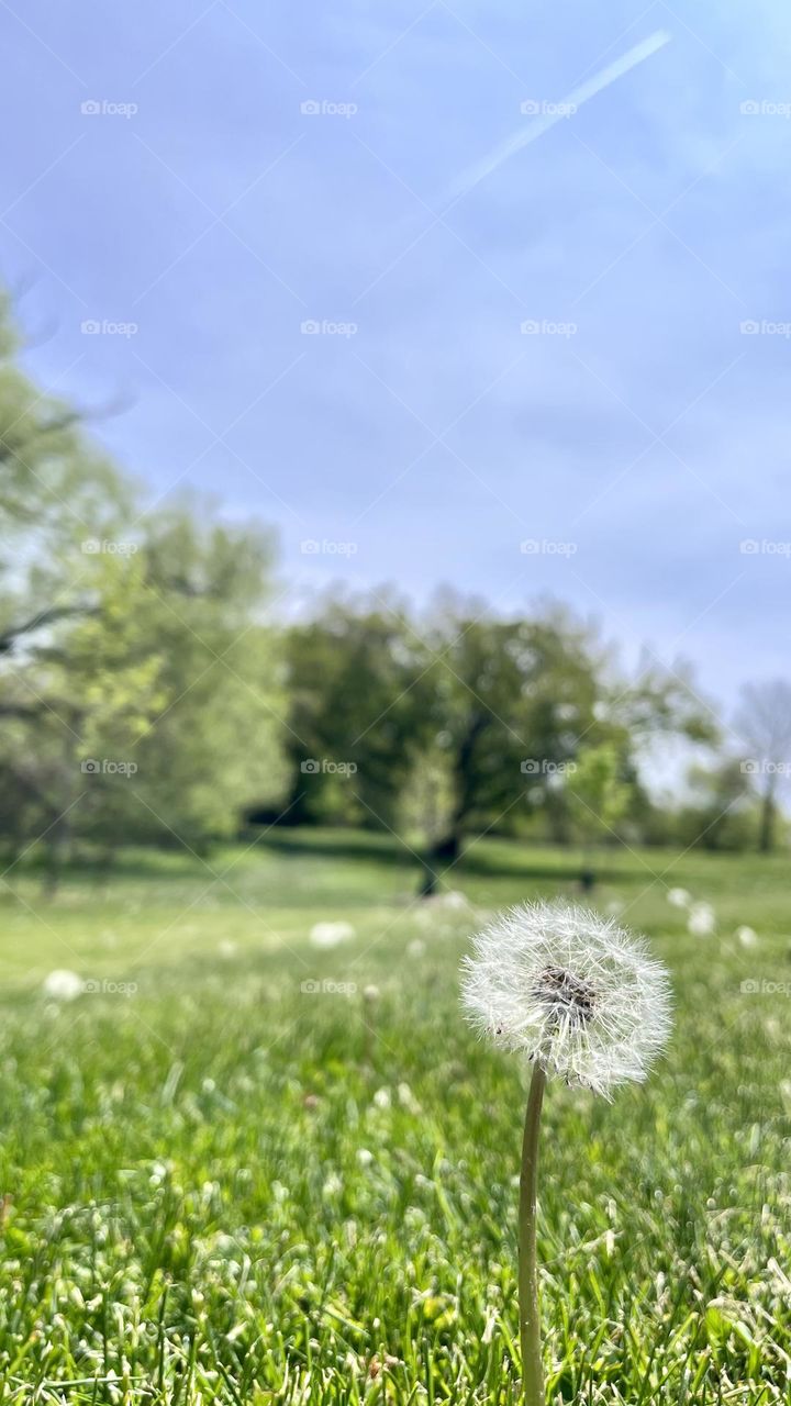 The planted dandelion in the local park