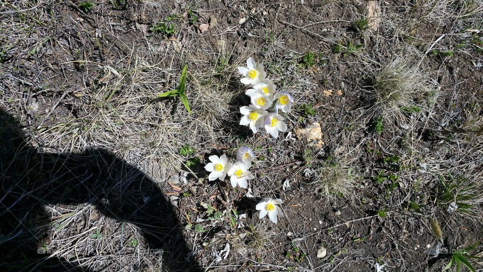 wild flowers