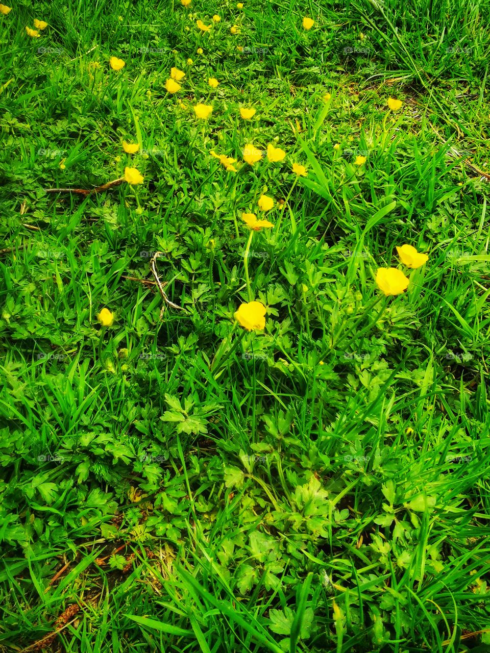 Buttercups