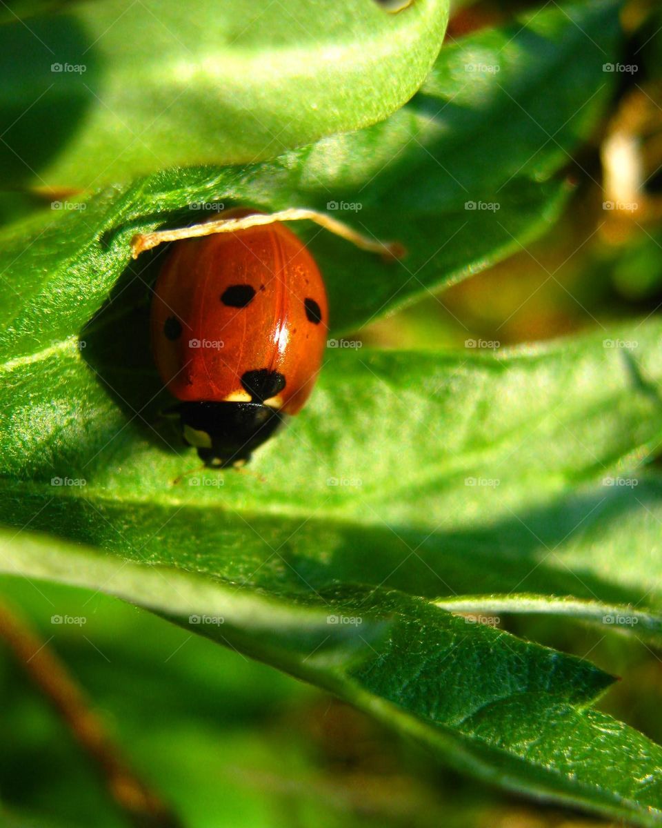 Ladybug