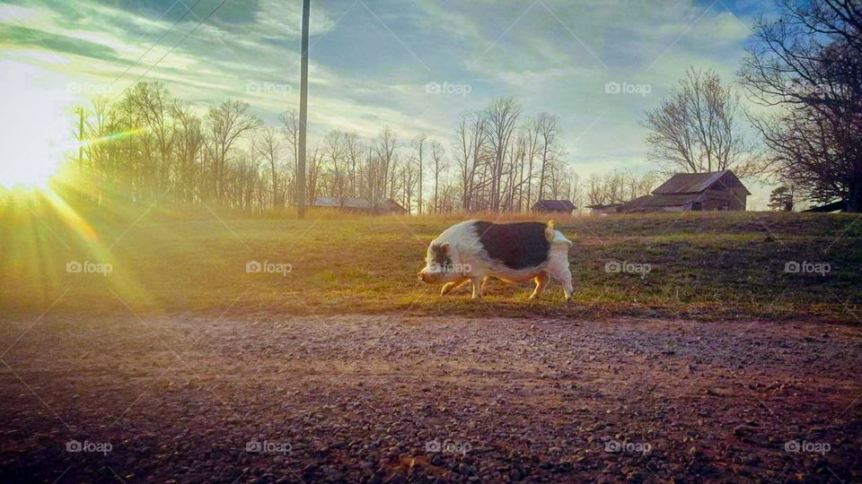 Boar Pig strolling through the farm in the country with the sun setting behind him and barn in the backdrop.