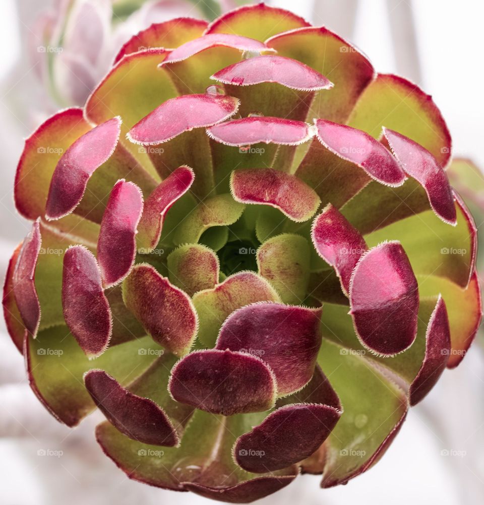 Magenta and green leaves of an aeonium succulent plant