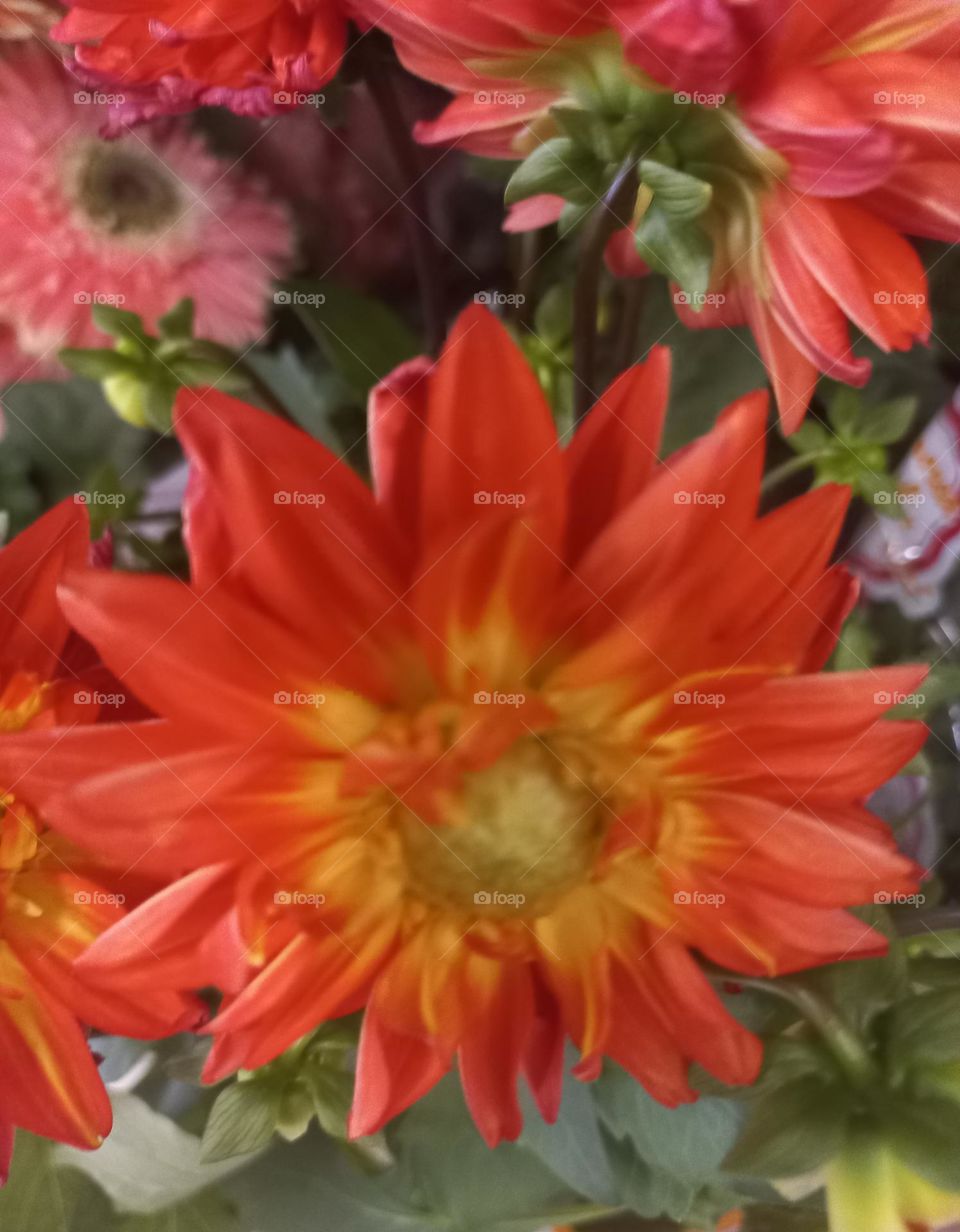 Dáhlias , flor de porte imponente e de floração exuberante, planta ornamental, com flores grandes e densas, repletas de pétalas. As Dálias são muito difundidas no Sul do Brasil