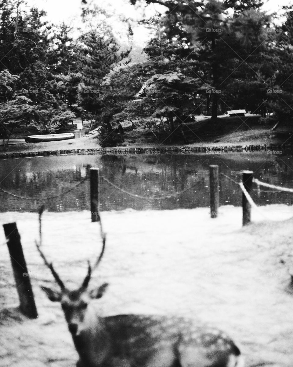 Deer and the lake at the temple