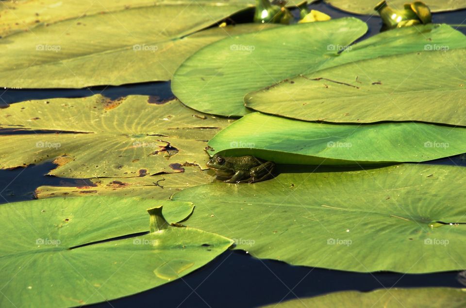 Small frog hiding under a leaf in the Danube Delta