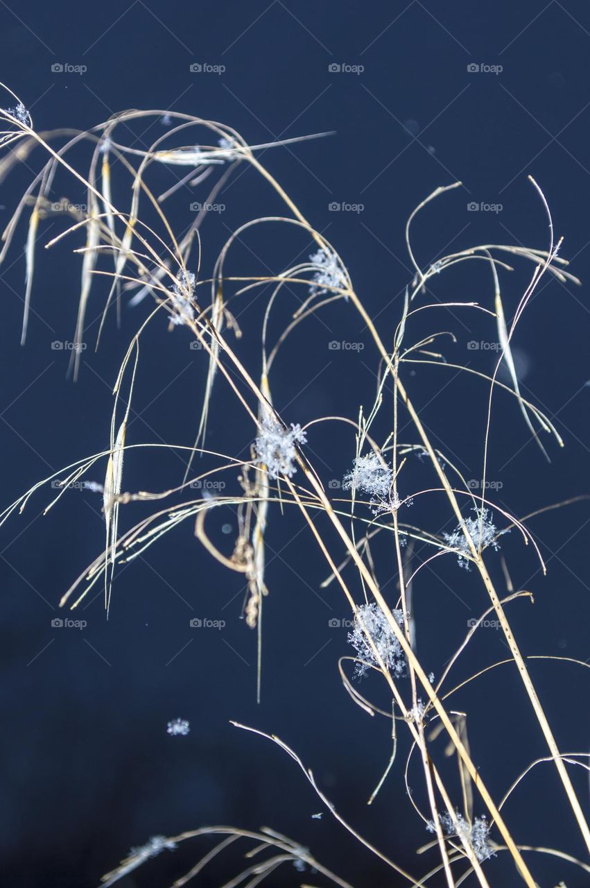 Grass in the snow. Snowflakes.