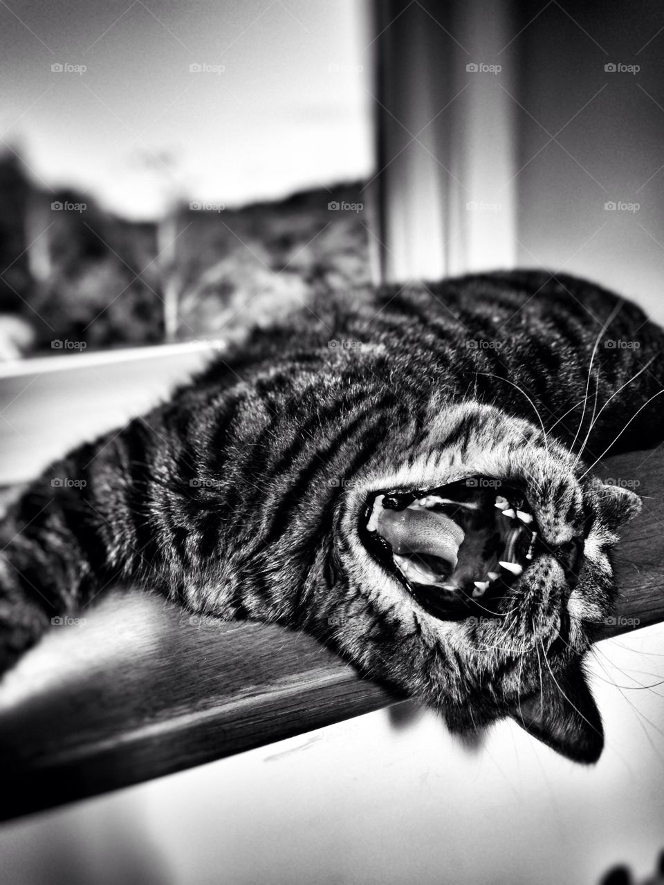 Black and white photo of
My cat seeing the funny side
