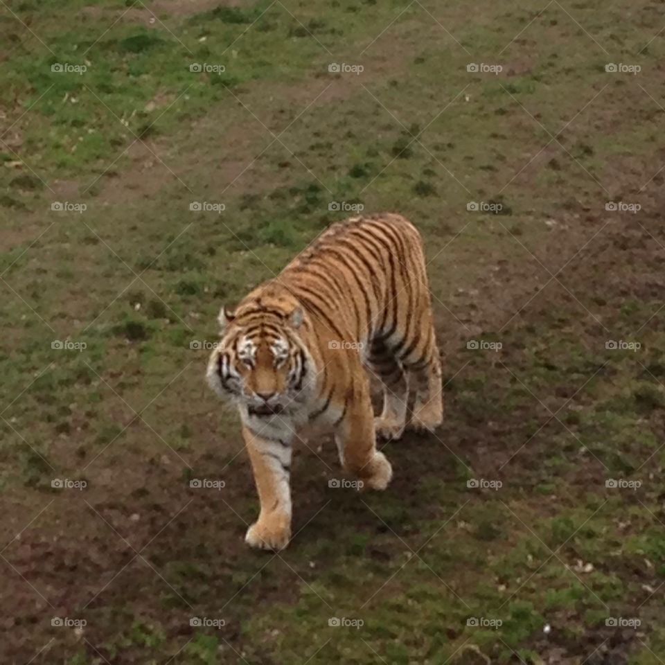 Tigers 