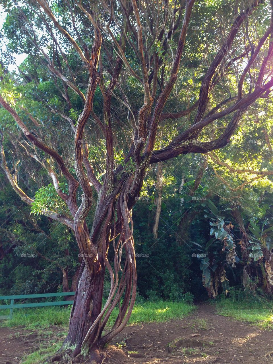 Twisted Hawaiian tree