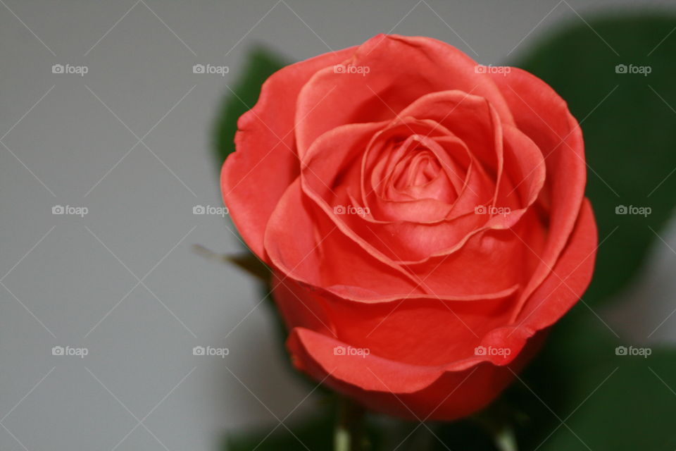 A Rose