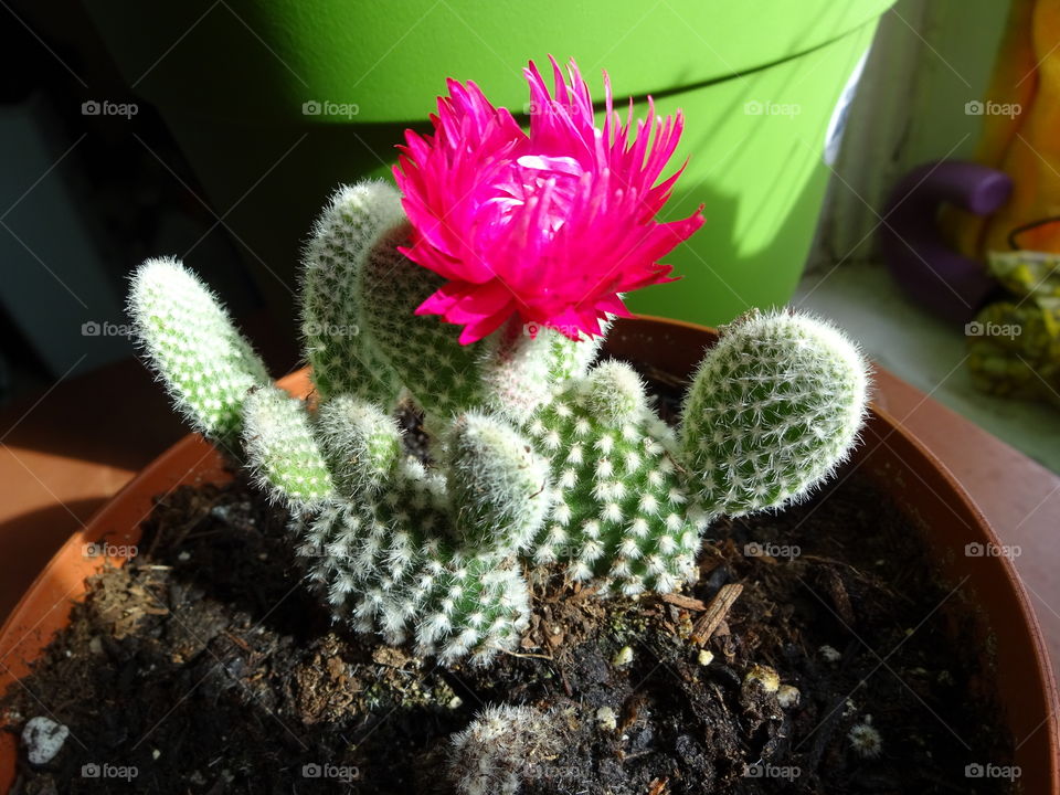 Baby Cactus