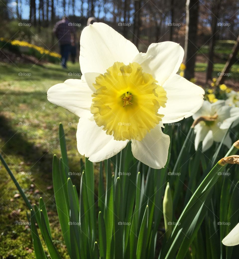 White daffodils in bloom