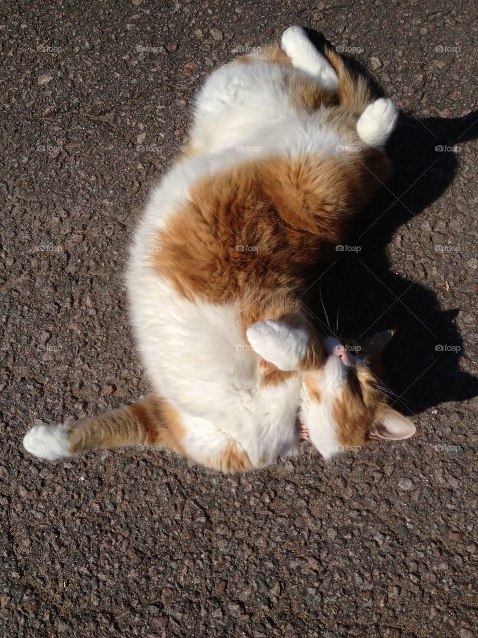 Cat enjoying the sun