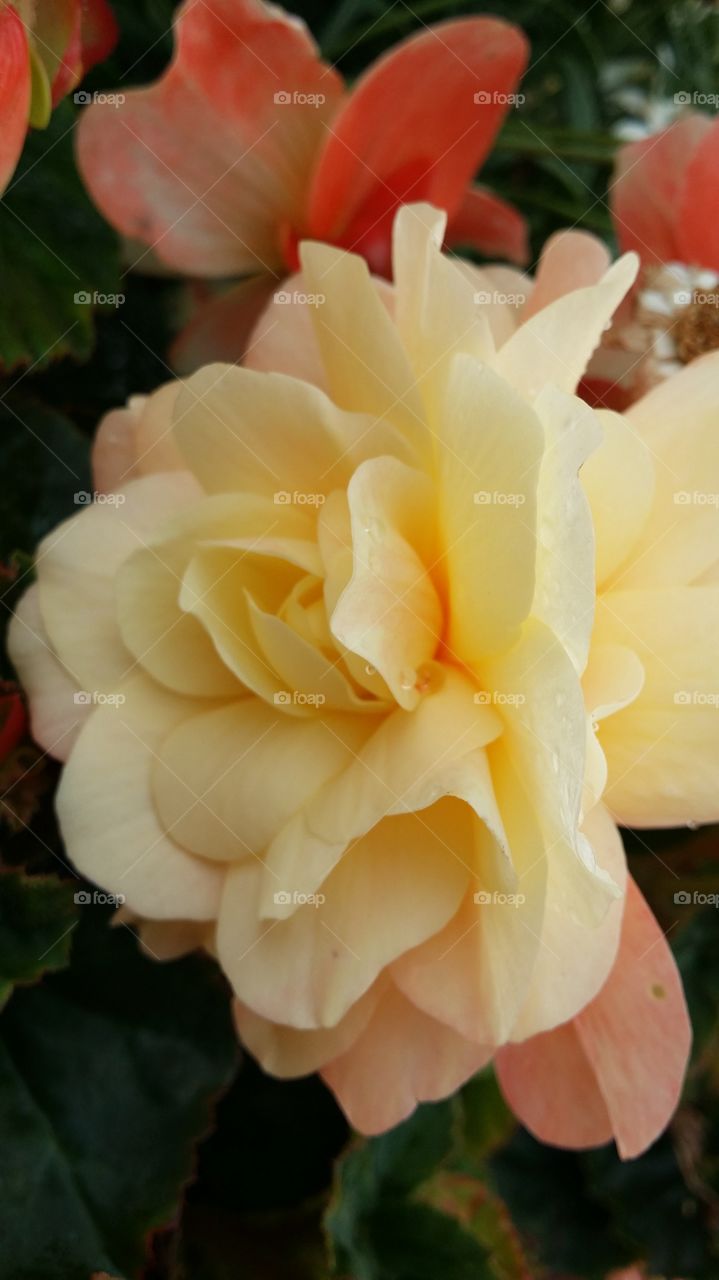 begonia