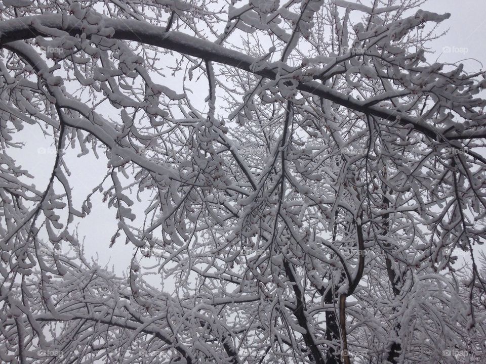 Snow covered branches