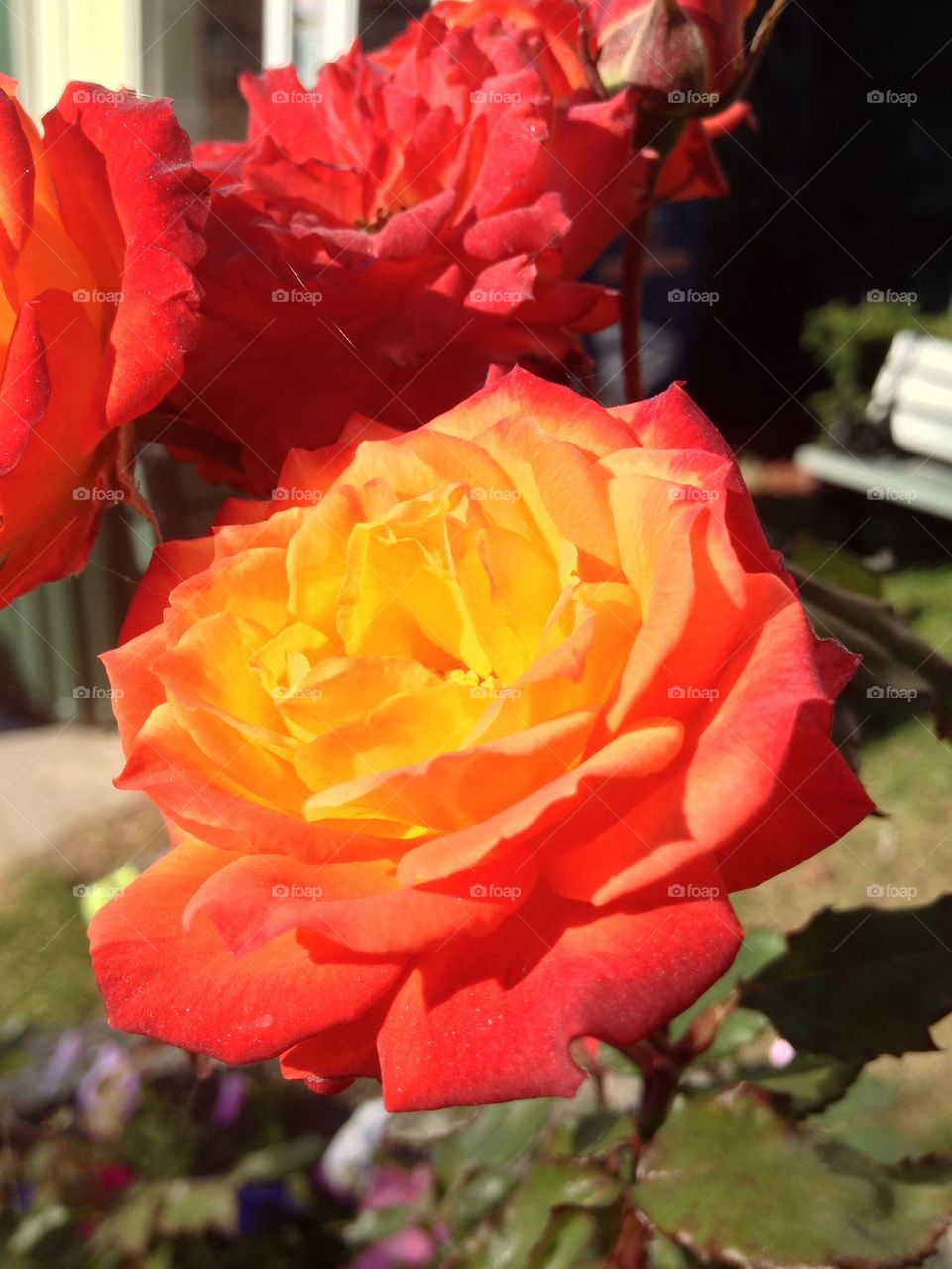 Sunbathing Rose