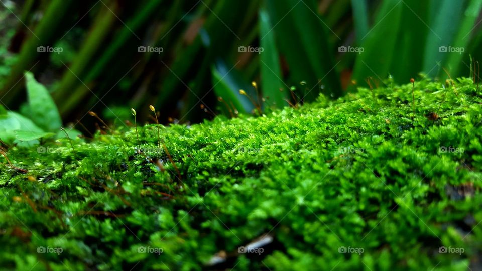 Moss Closeup