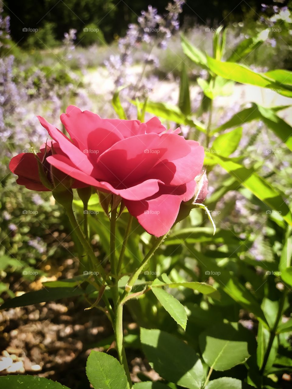 Summer.  Red delicate rose