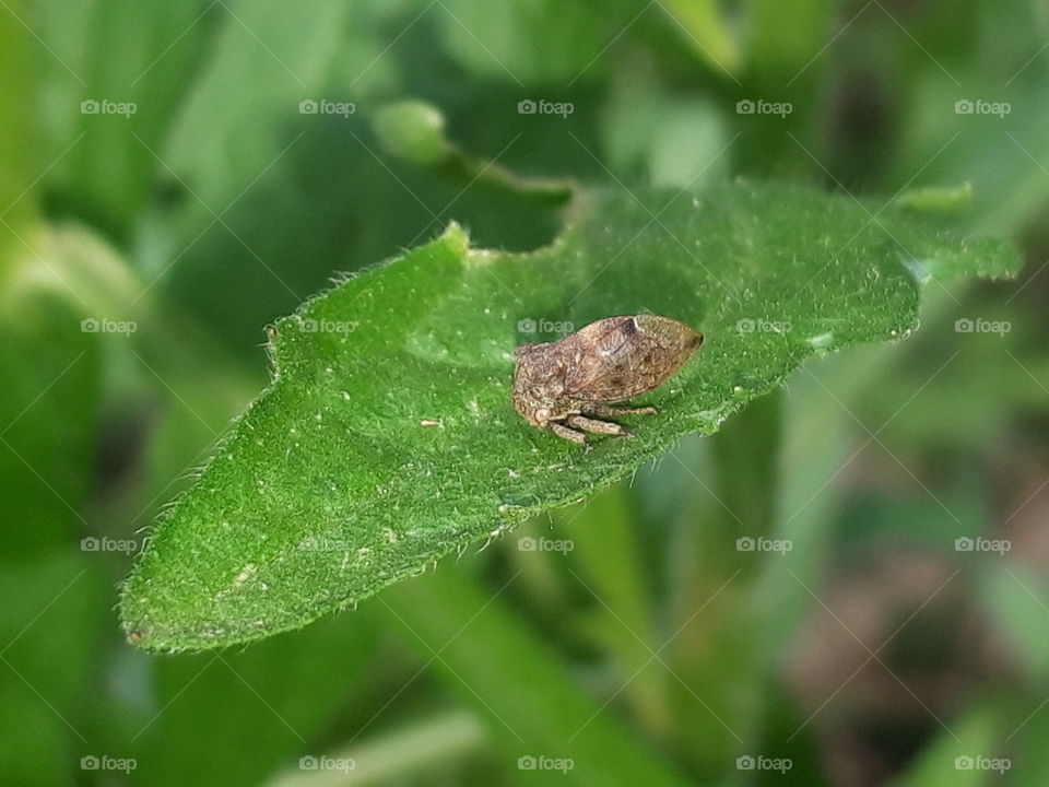 cicada