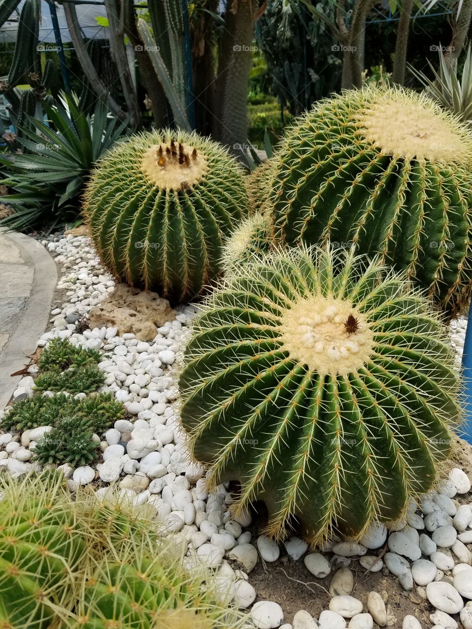 Cactus Balls